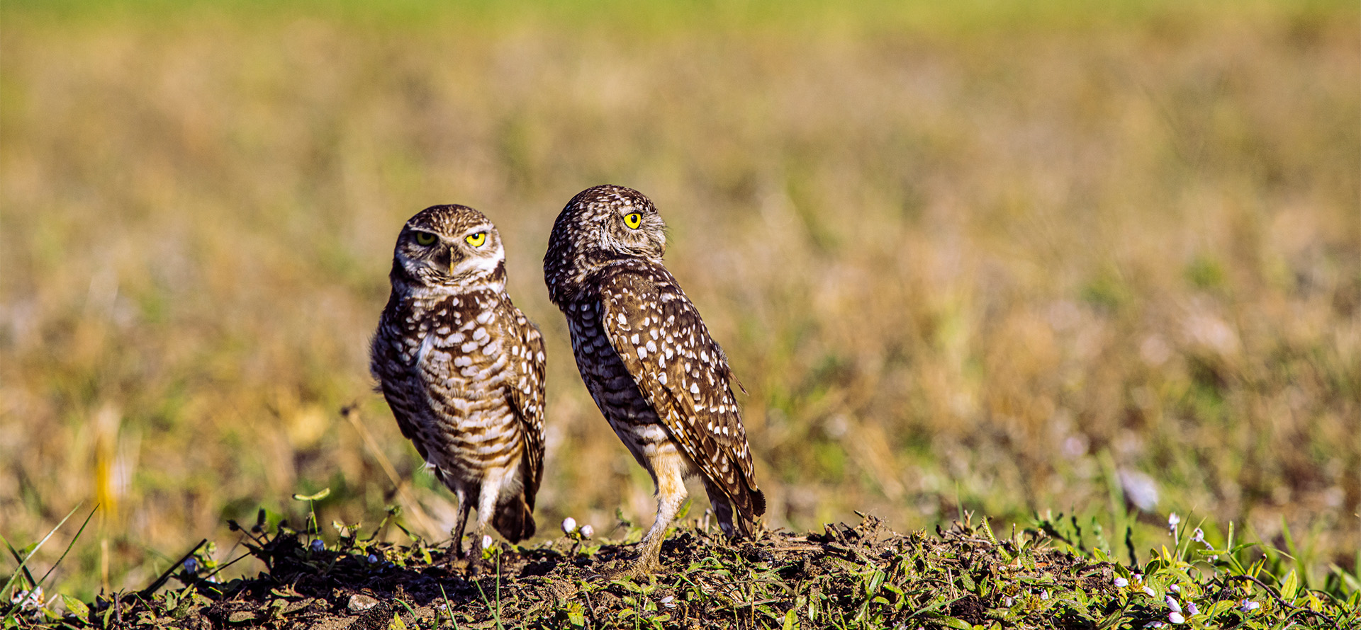 Burrowing owl perched on mound