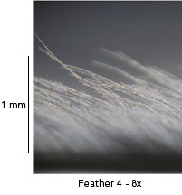 Measurements of a feather