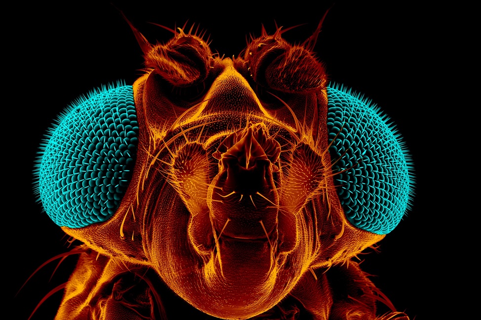 'Frazzled' Fruit Flies Help Unravel How Neural Circuits Stay Wired