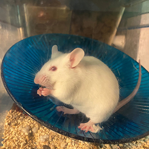 Comparative Medicine