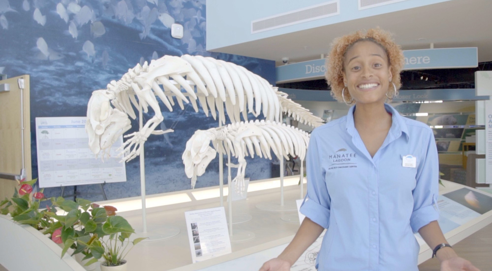 A manatee swimming through the ocean.