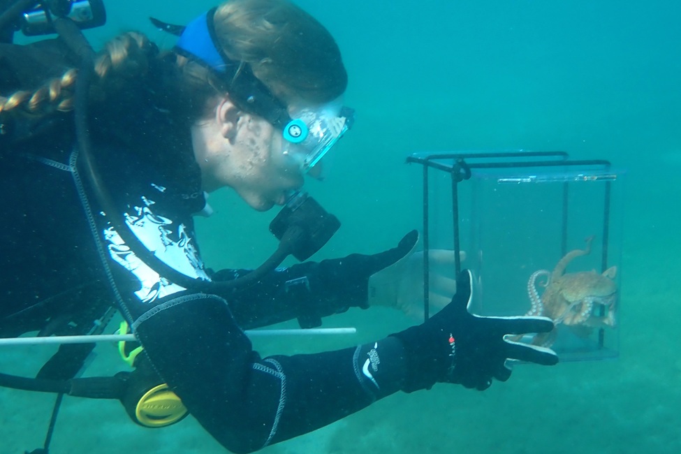 Marine Plastic Pollution Alters Octopus Predator-Prey Encounters