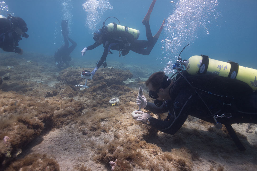 Scuba divers underwater with scientific equipment doing coral restoration activities.
