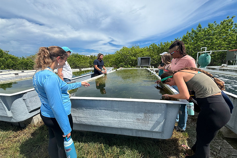 Individuals standing around a large, outdoor, open tank filled with water and seagrass.
