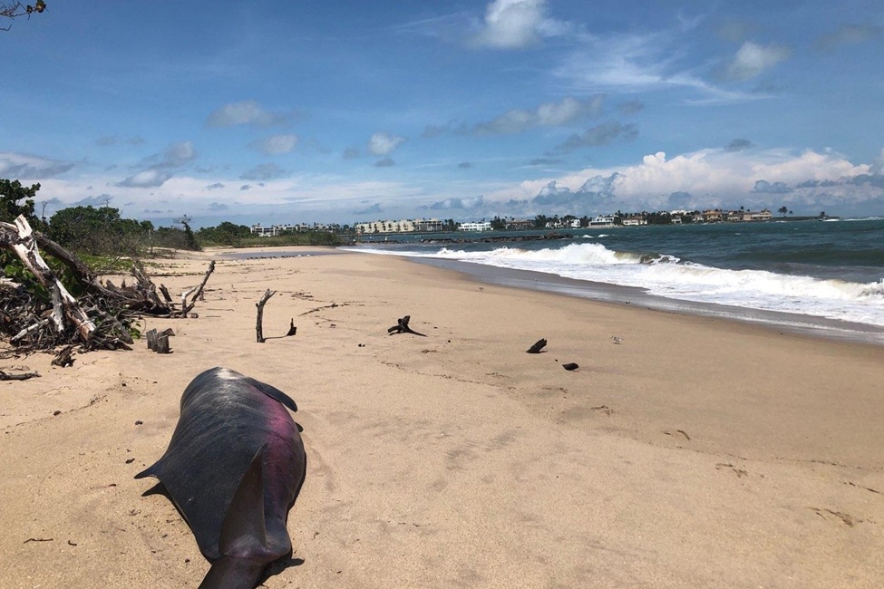 Pygmy Sperm Whale, Stranded, Florida Beach 