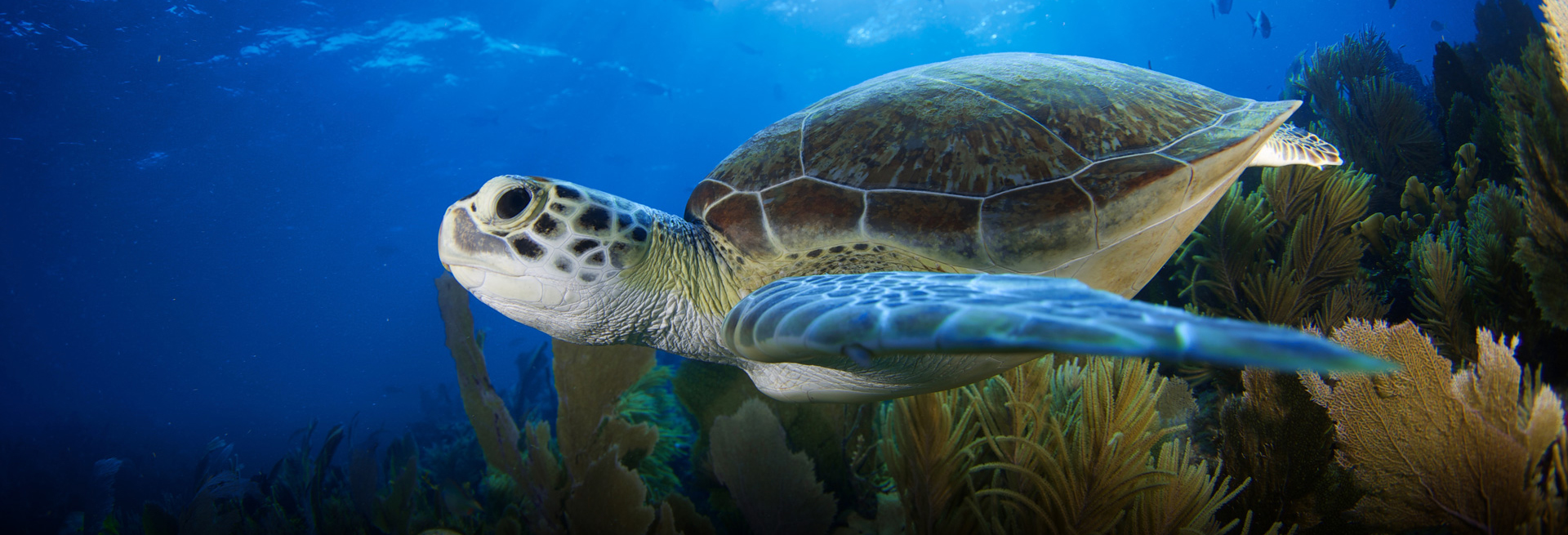 turtle swimming in ocean by coral reef