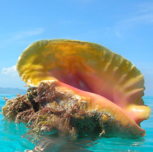 conch shell