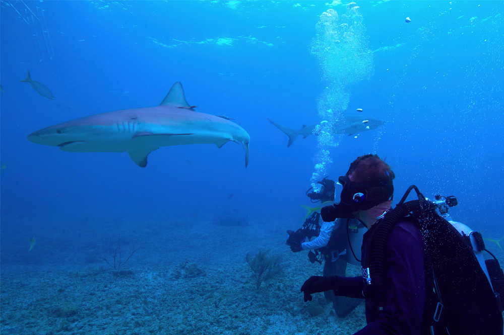 Big ‘Fin’ish for Alumnus Chris Malinowski in New Netflix Series, ‘All the Sharks’